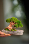 Slow Wood - Young - Anchor edition (Preserved Plants)