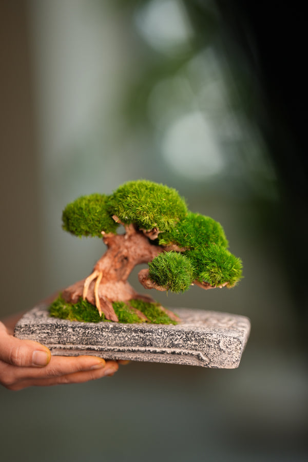 Slow Wood - Young - Anchor edition (Preserved Plants)