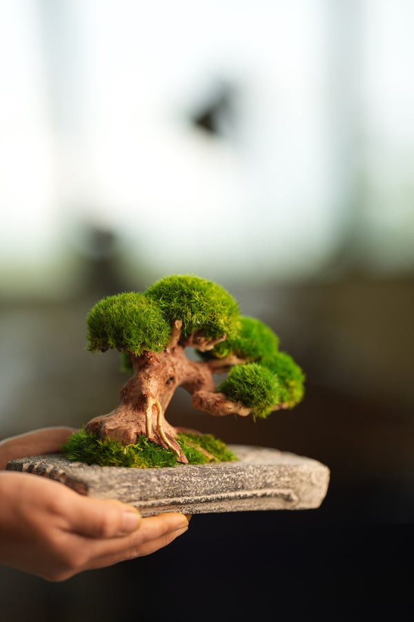 Slow Wood - Young - Anchor edition (Preserved Plants)