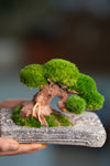 Slow Wood - Young - Anchor edition (Preserved Plants)