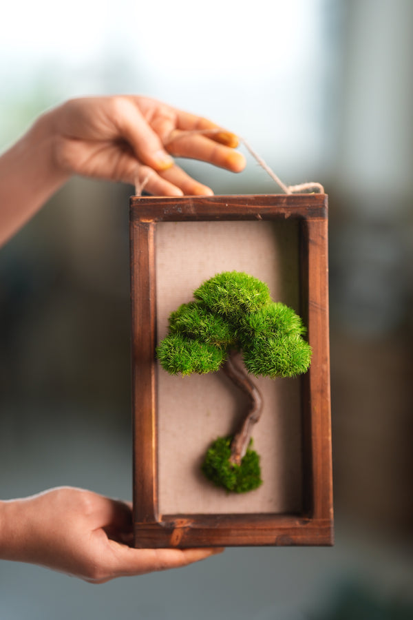 A Small Tree in the East - Wall Hanging edition (Preserved Plants)