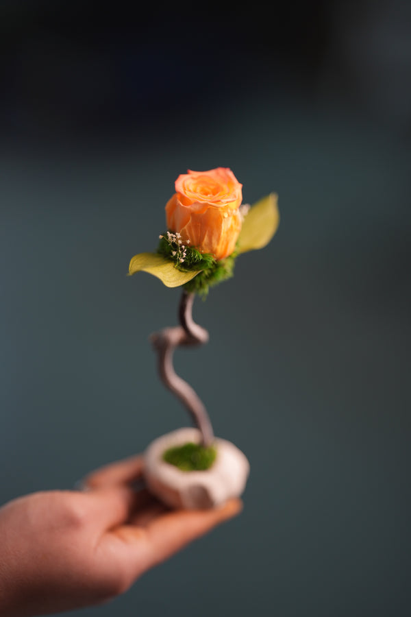 Children of the Forest - Jupiter - Smaller (Preserved Plants)