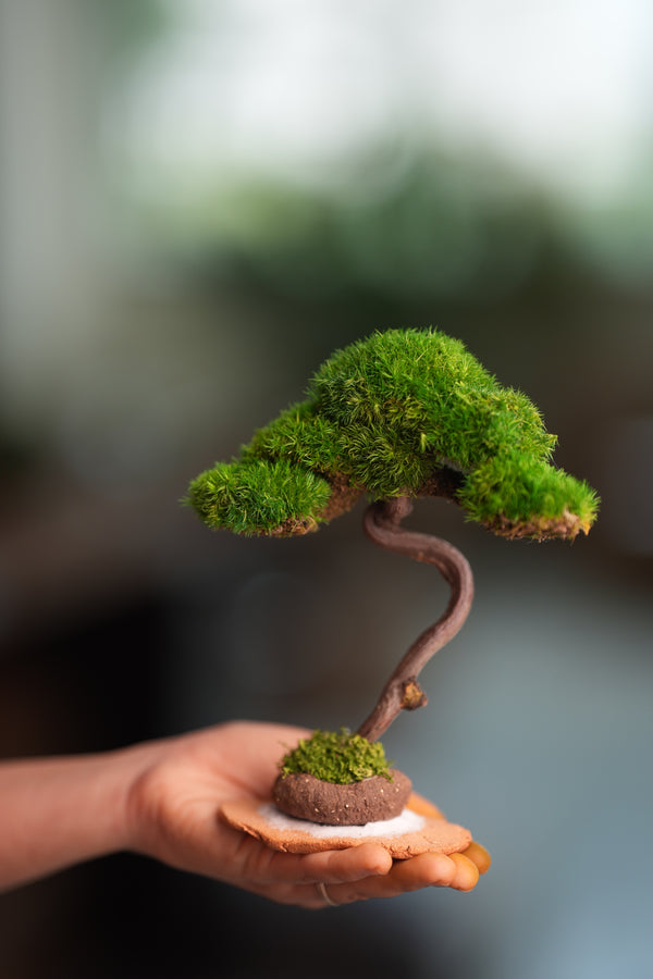 Light in the Garden - Rosewood (Preserved Plants)