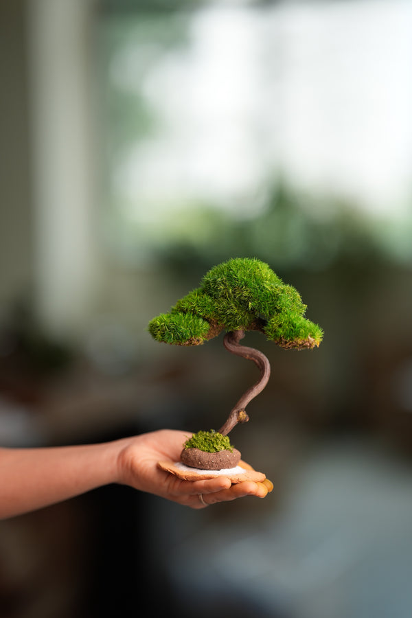Light in the Garden - Rosewood (Preserved Plants)