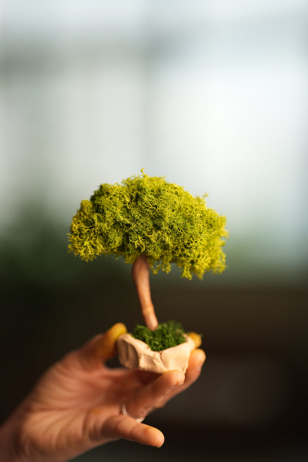 A Small Tree in the East - Classics - Reindeer (Preserved Plants)