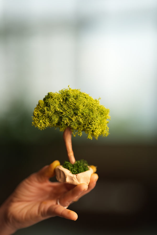 A Small Tree in the East - Classics - Reindeer (Preserved Plants)