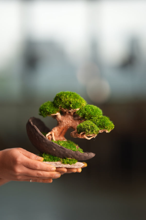 Slow Wood - Young - Half Moon (Preserved Plants)