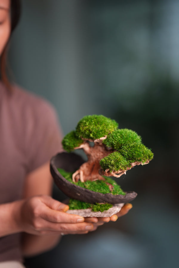 Slow Wood - Young - Half Moon (Preserved Plants)