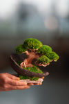 Slow Wood - Young - Half Moon (Preserved Plants)
