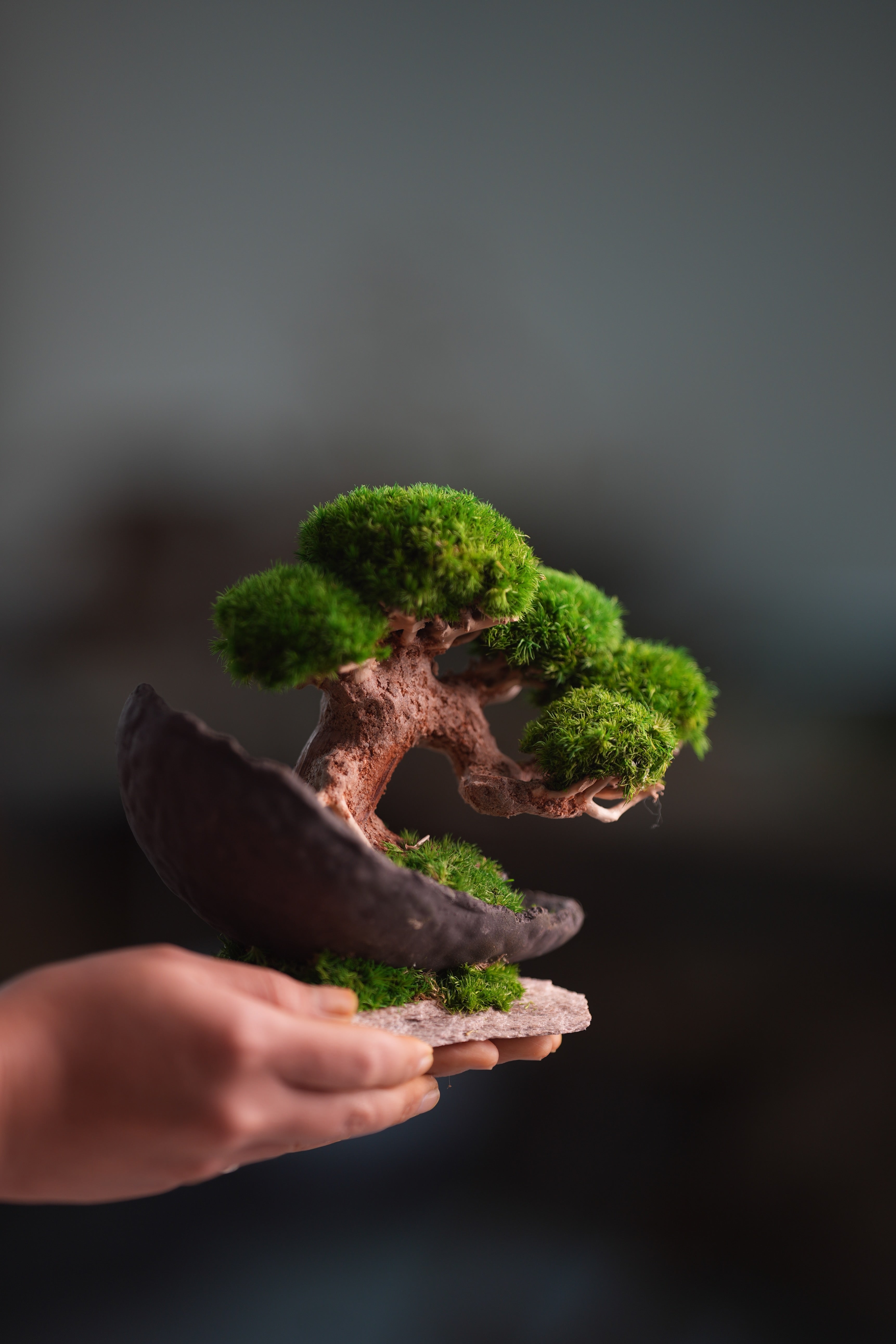 Slow Wood - Young - Half Moon (Preserved Plants)