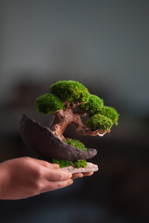 Slow Wood - Young - Half Moon (Preserved Plants)