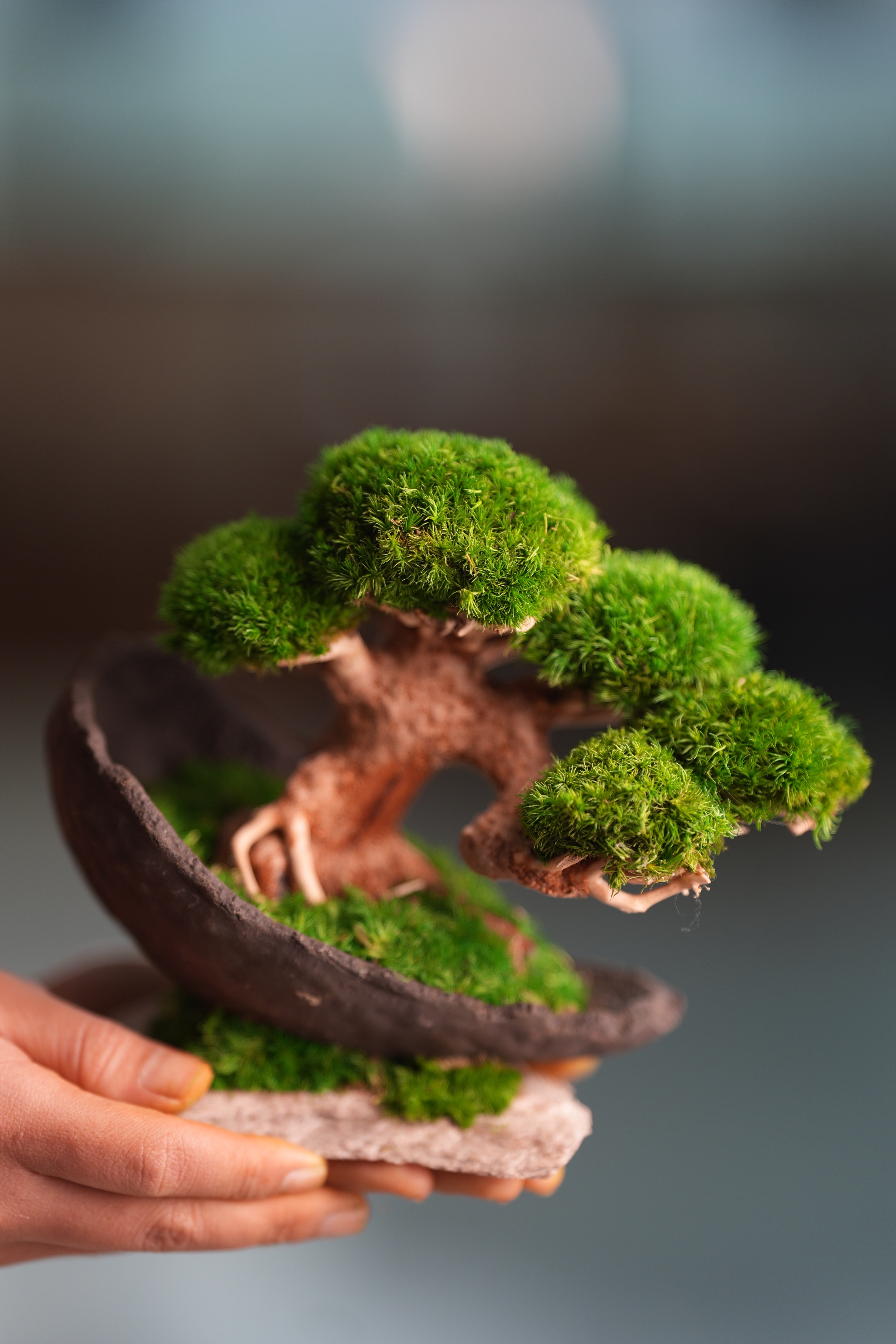 Slow Wood - Young - Half Moon (Preserved Plants)