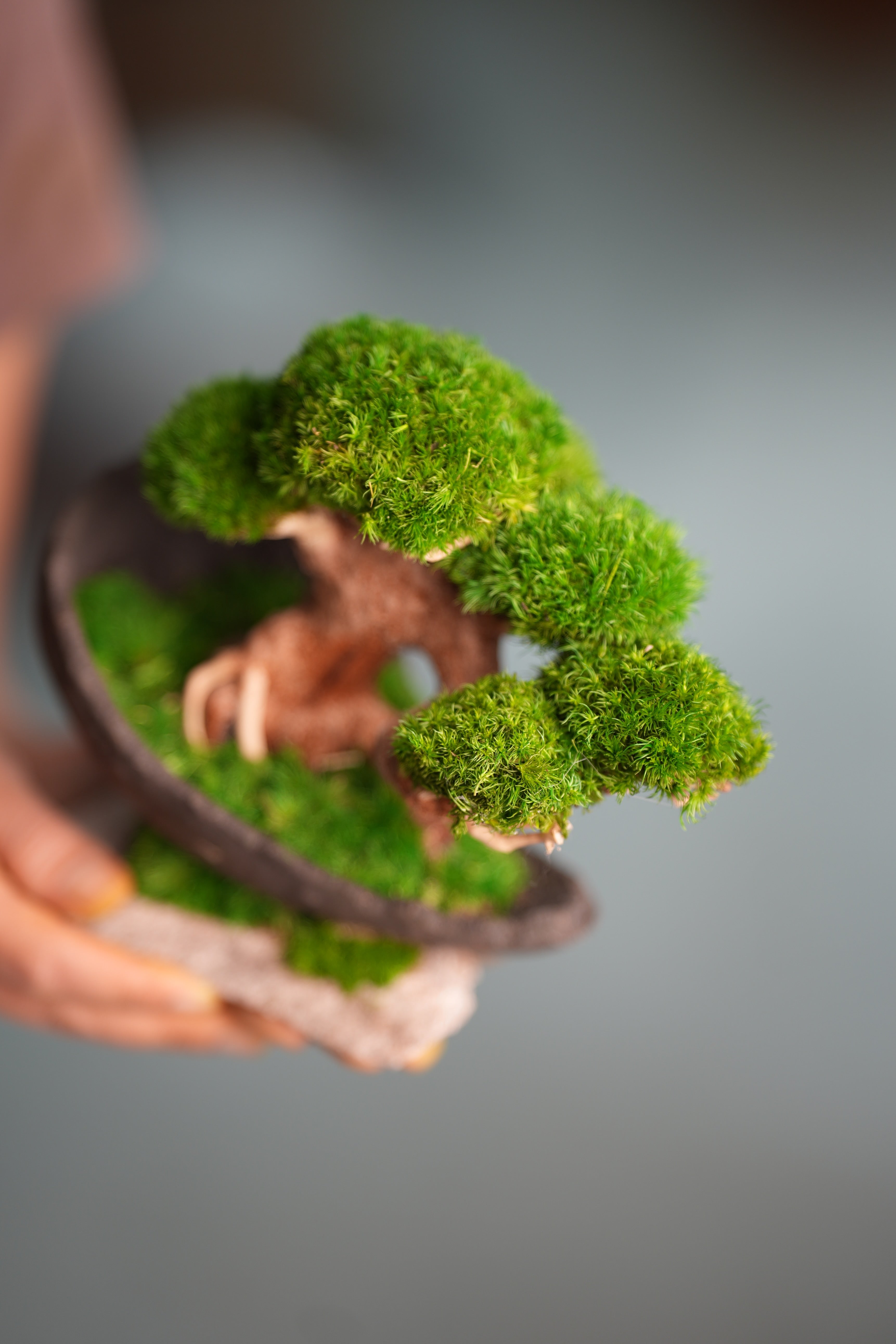 Slow Wood - Young - Half Moon (Preserved Plants)
