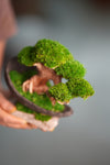 Slow Wood - Young - Half Moon (Preserved Plants)