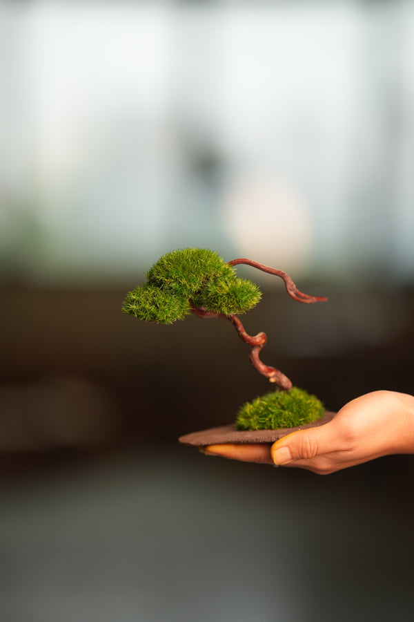 A Small Tree in the East - Classics (Preserved Plants)