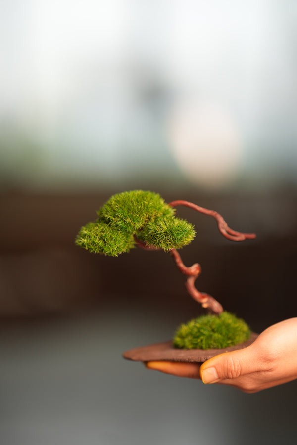 A Small Tree in the East - Classics (Preserved Plants)