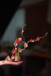Children of the Forest - Vibrant (Preserved Plants)