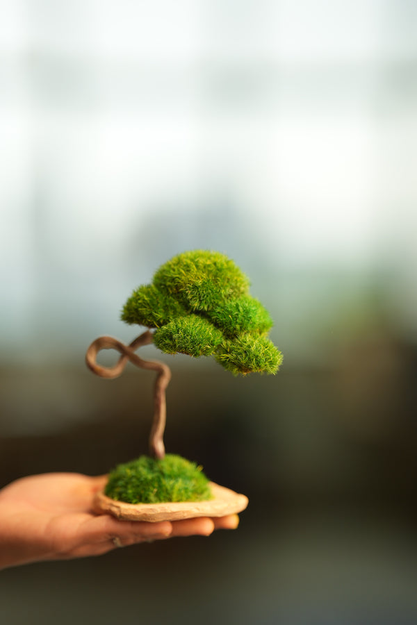 A Small Tree in the East - Classics (Preserved Plants)
