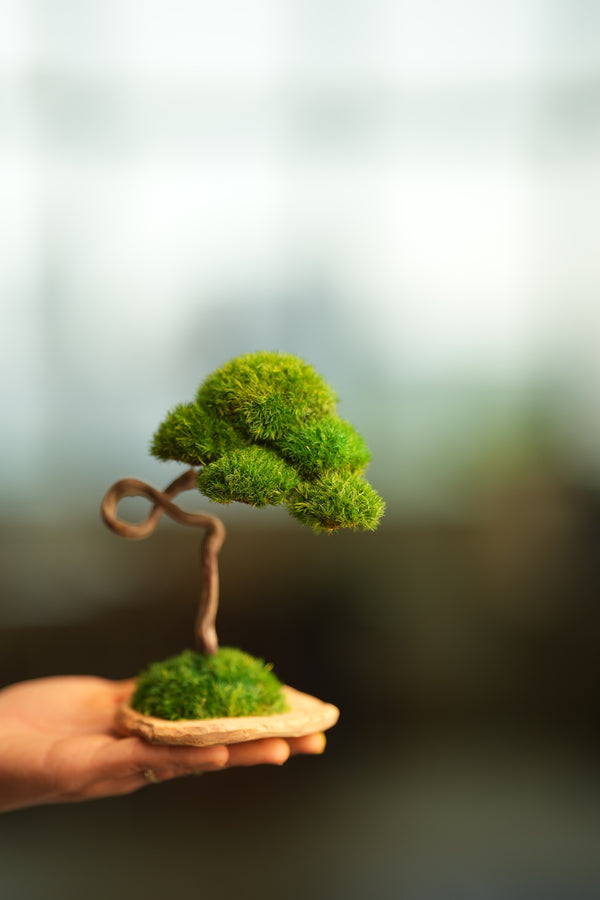 A Small Tree in the East - Classics (Preserved Plants)