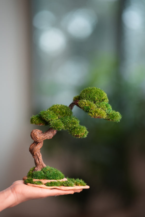 Rosewood - Cultured Wild (Preserved Plants)
