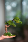 Rosewood - Cultured Wild (Preserved Plants)