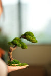 Rosewood - Cultured Wild (Preserved Plants)