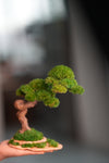Rosewood - Cultured Wild (Preserved Plants)