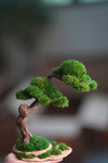 Rosewood - Cultured Wild (Preserved Plants)