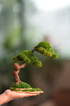 Rosewood - Cultured Wild (Preserved Plants)