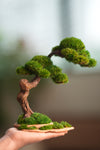 Rosewood - Cultured Wild (Preserved Plants)