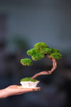 Rosewood - Teaman's Retreat (Preserved Plants)