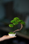 Rosewood - Teaman's Retreat (Preserved Plants)