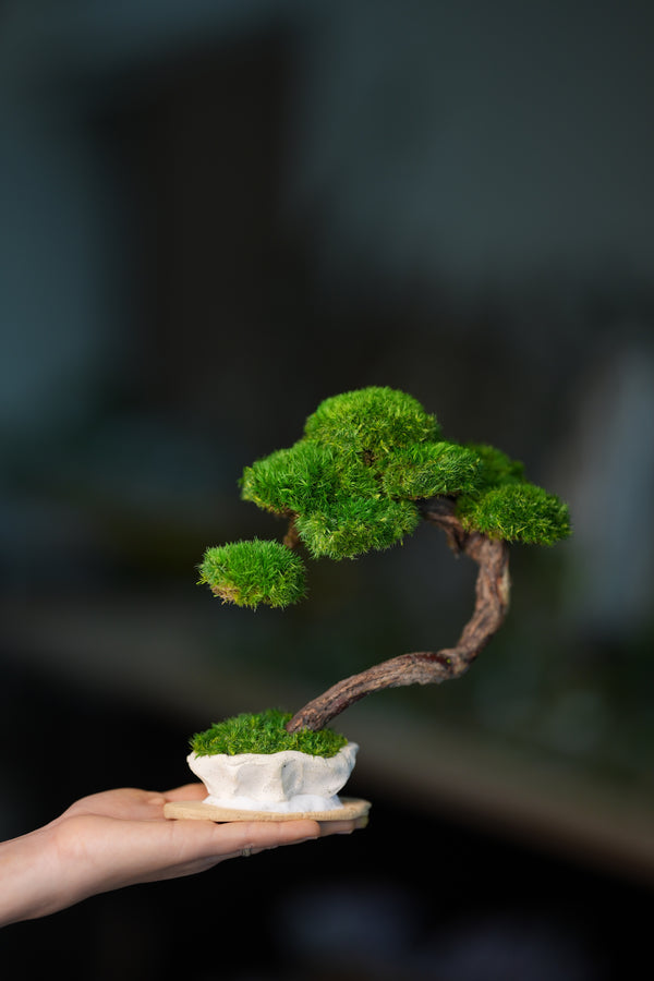 Rosewood - Teaman's Retreat (Preserved Plants)