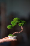 Rosewood - Teaman's Retreat (Preserved Plants)