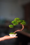 Rosewood - Teaman's Retreat (Preserved Plants)