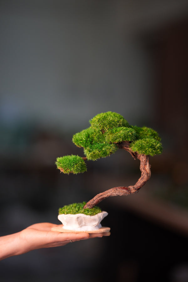 Rosewood - Teaman's Retreat (Preserved Plants)