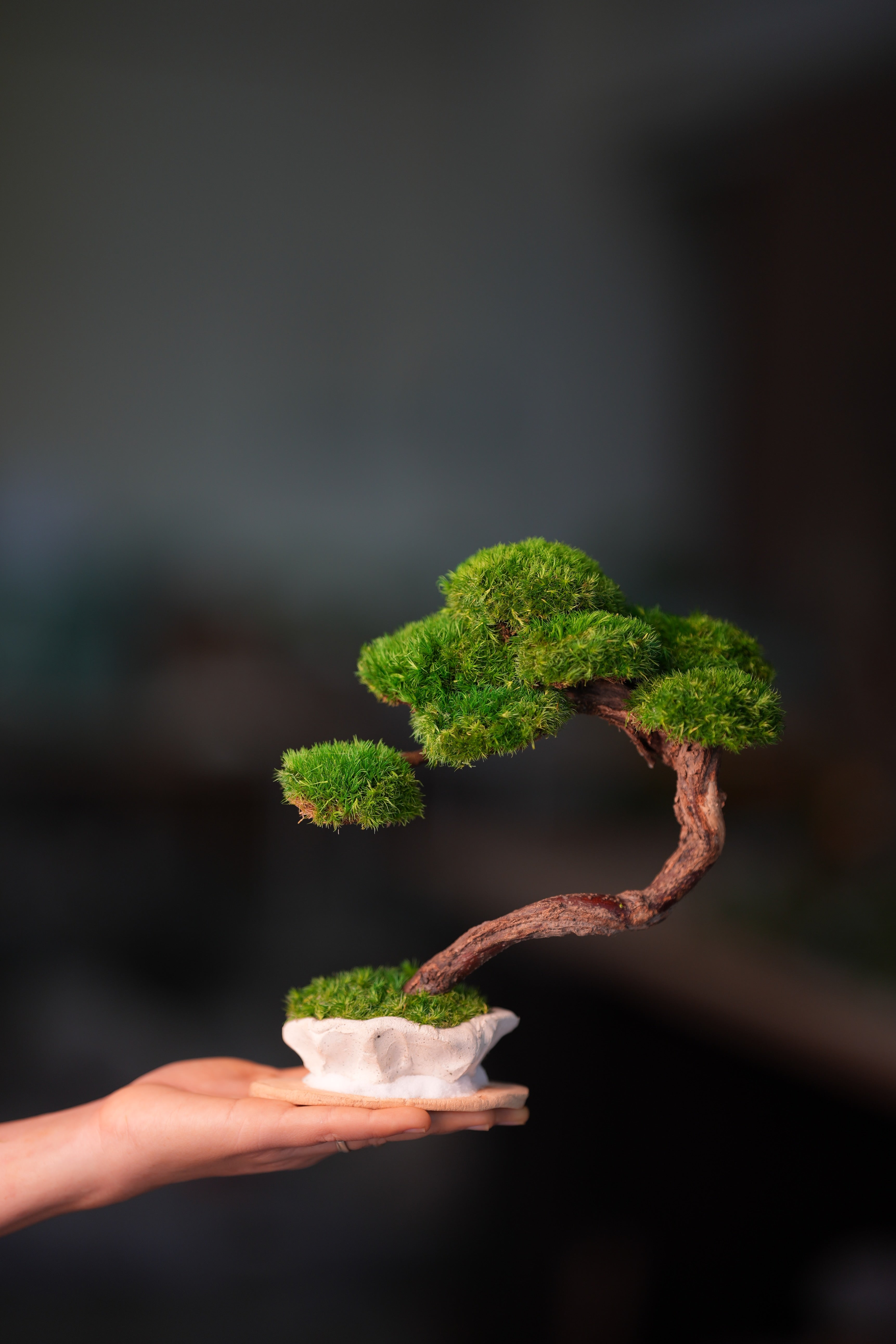 Rosewood - Teaman's Retreat (Preserved Plants)