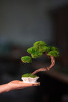 Rosewood - Teaman's Retreat (Preserved Plants)