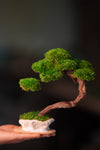 Rosewood - Teaman's Retreat (Preserved Plants)