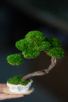 Rosewood - Teaman's Retreat (Preserved Plants)