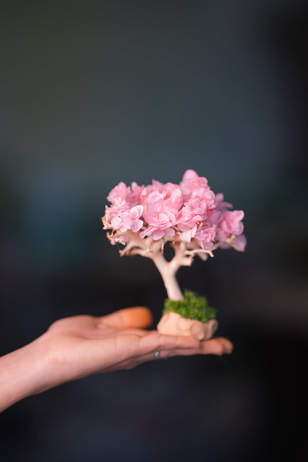 A Small Tree in the East - Sakura - Classics (Preserved Plants)