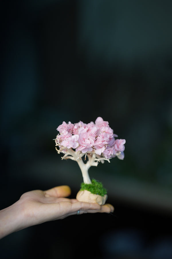 A Small Tree in the East - Sakura - Classics (Preserved Plants)
