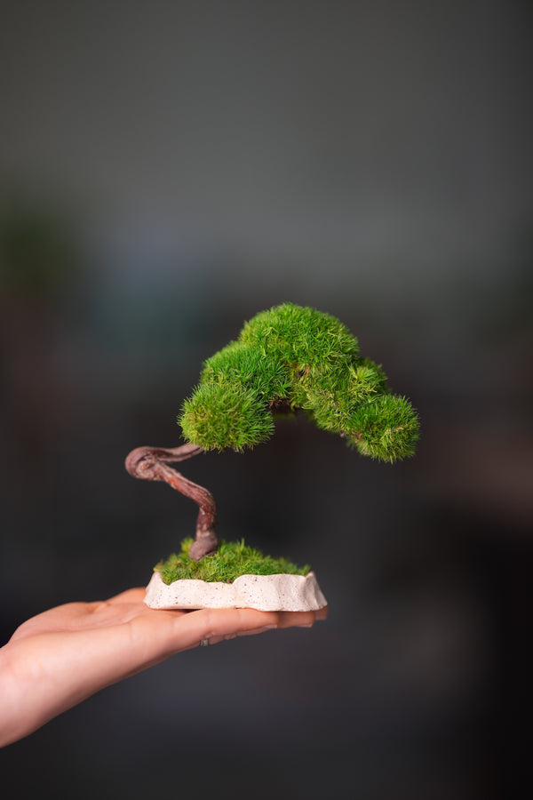 A Small Tree in the East - Classics (Preserved Plants)