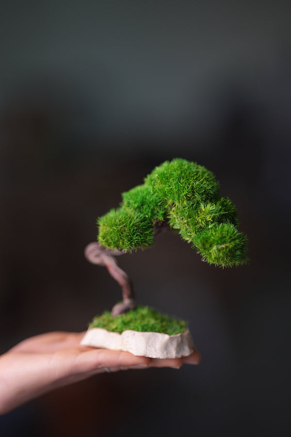 A Small Tree in the East - Classics (Preserved Plants)