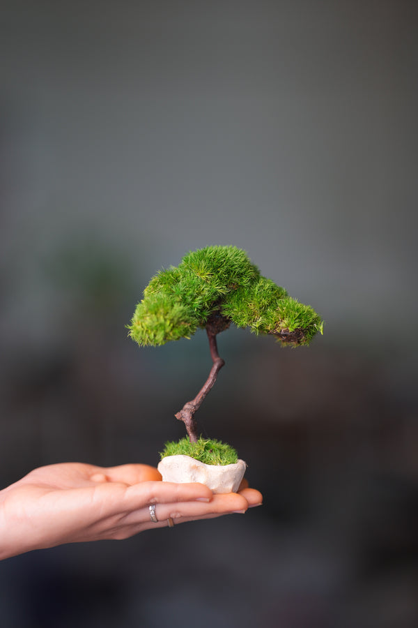 A Small Tree in the East - Classics (Preserved Plants)