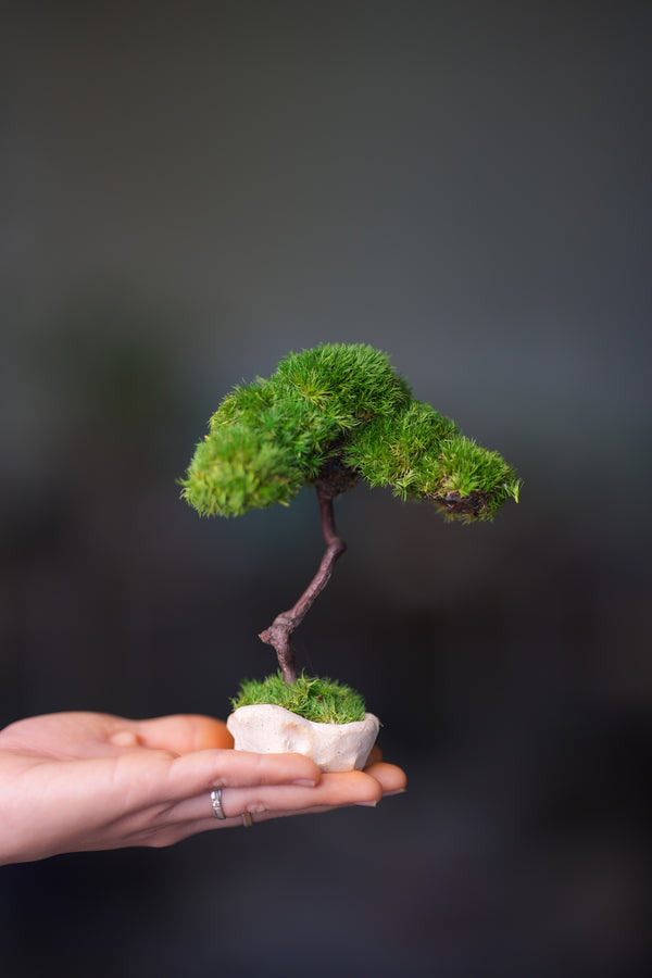 A Small Tree in the East - Classics (Preserved Plants)