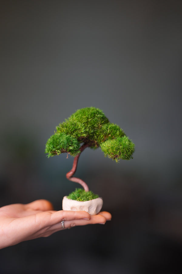 A Small Tree in the East - Classics (Preserved Plants)