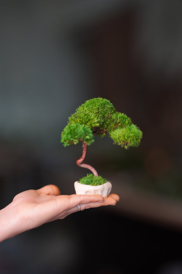 A Small Tree in the East - Classics (Preserved Plants)