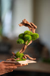 Greenwood - Stride & Pride (Preserved Plants)