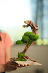 Greenwood - Stride & Pride (Preserved Plants)
